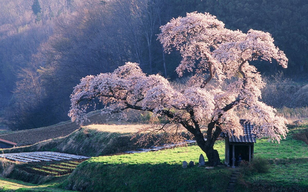 Самые красивые деревья