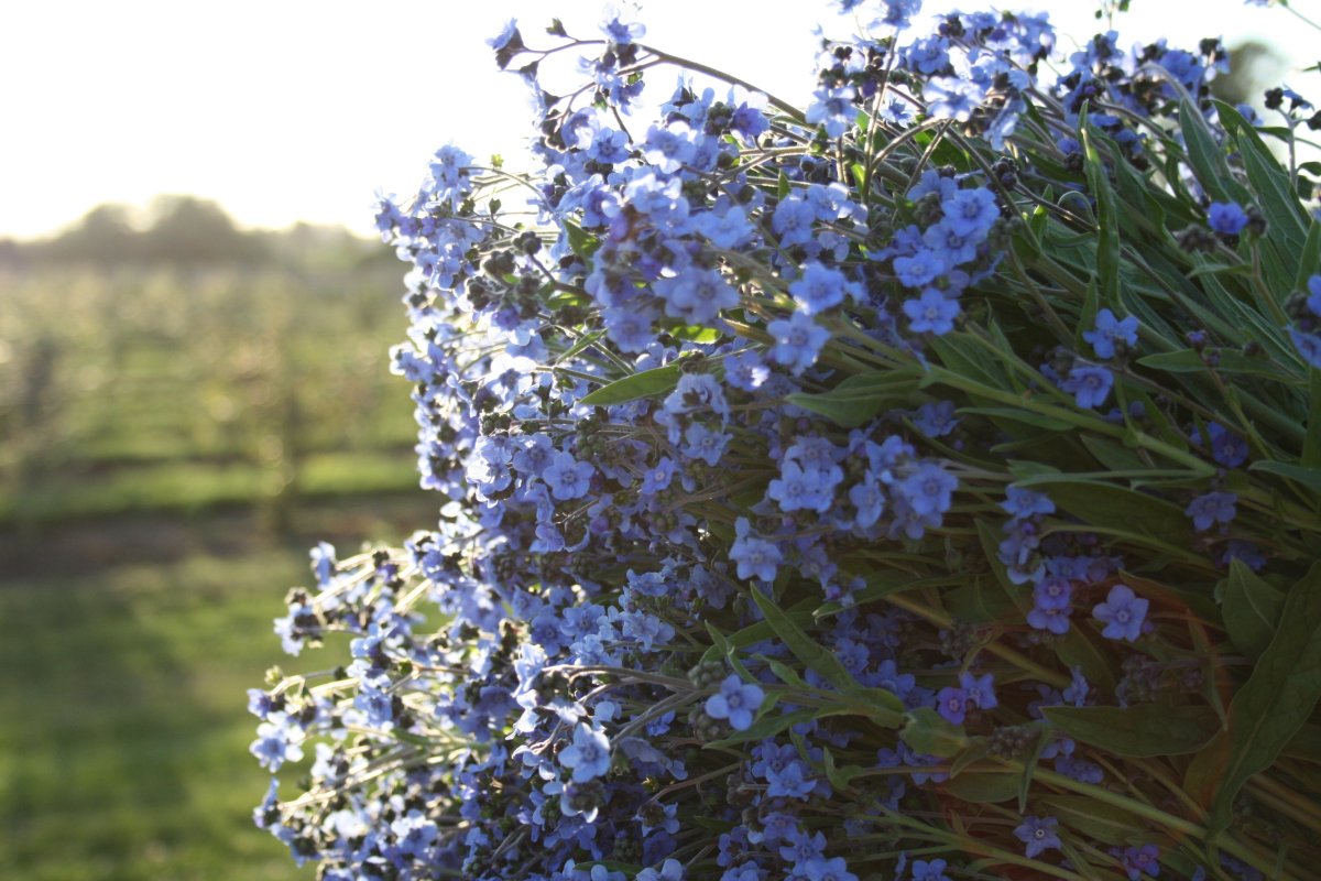 Незабудка Альпийская (Myosotis alpestris)