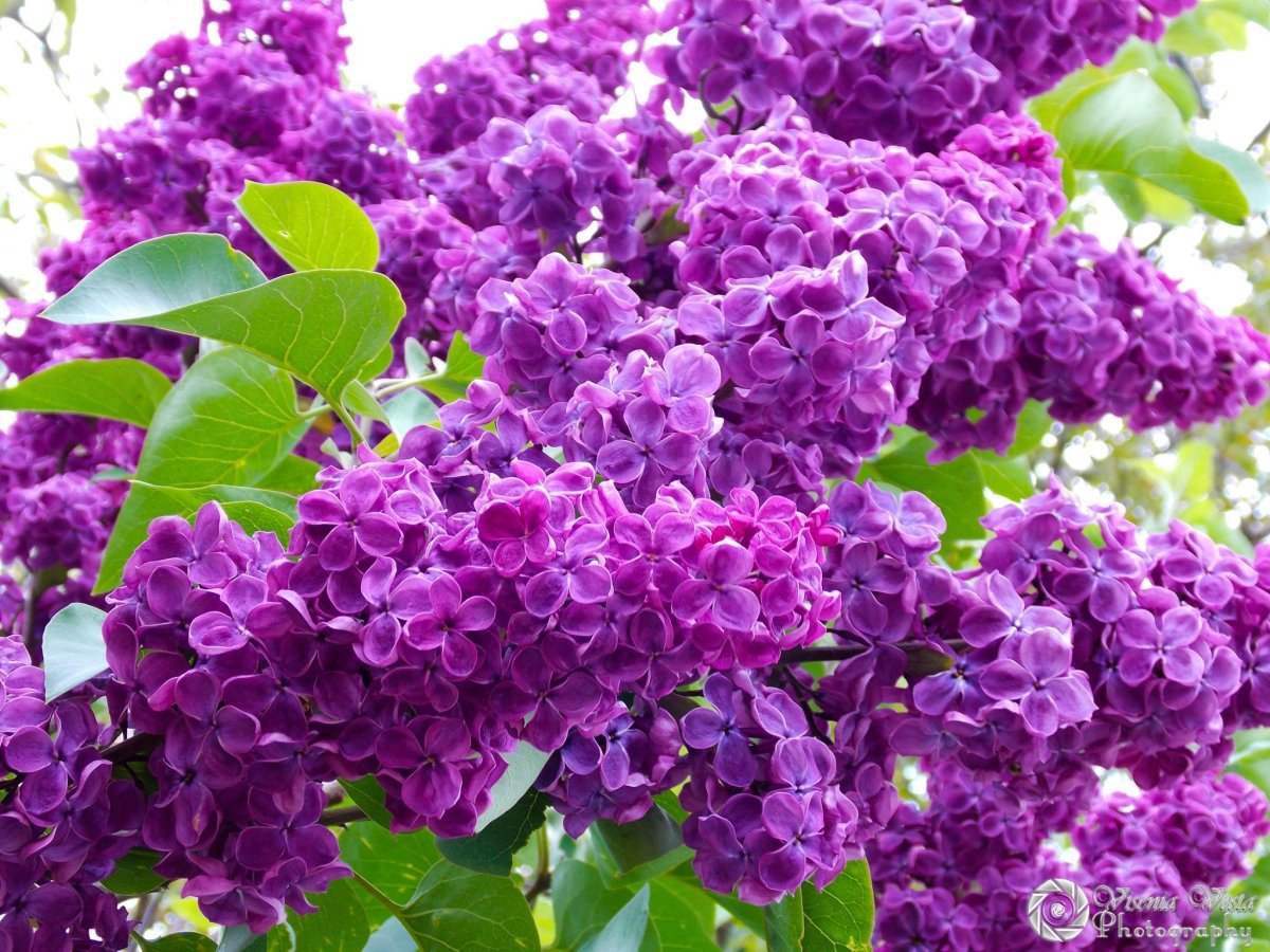 Сирень цветок сирени