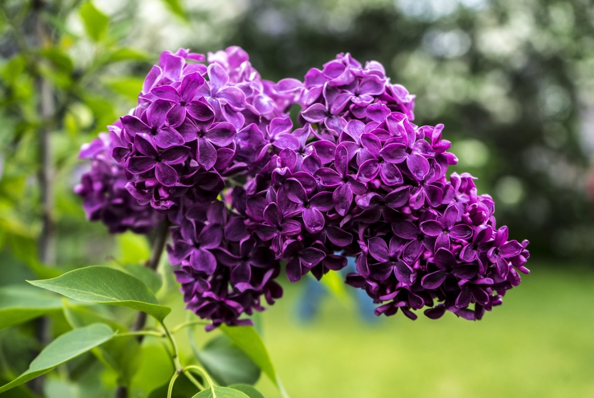 Сирень Syringa