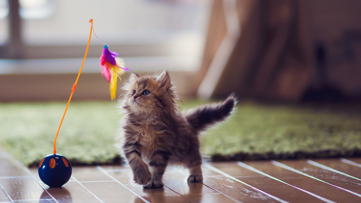 Милые котики