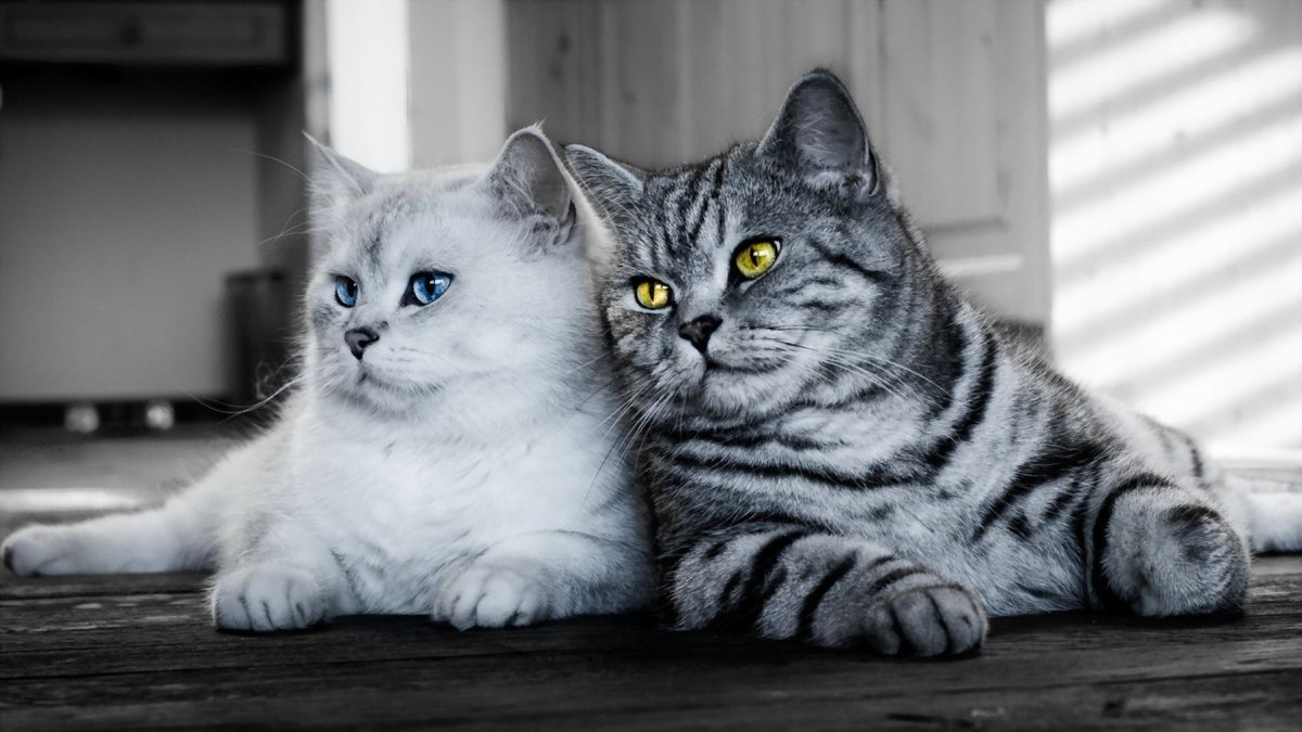 Британский кот белый с серым