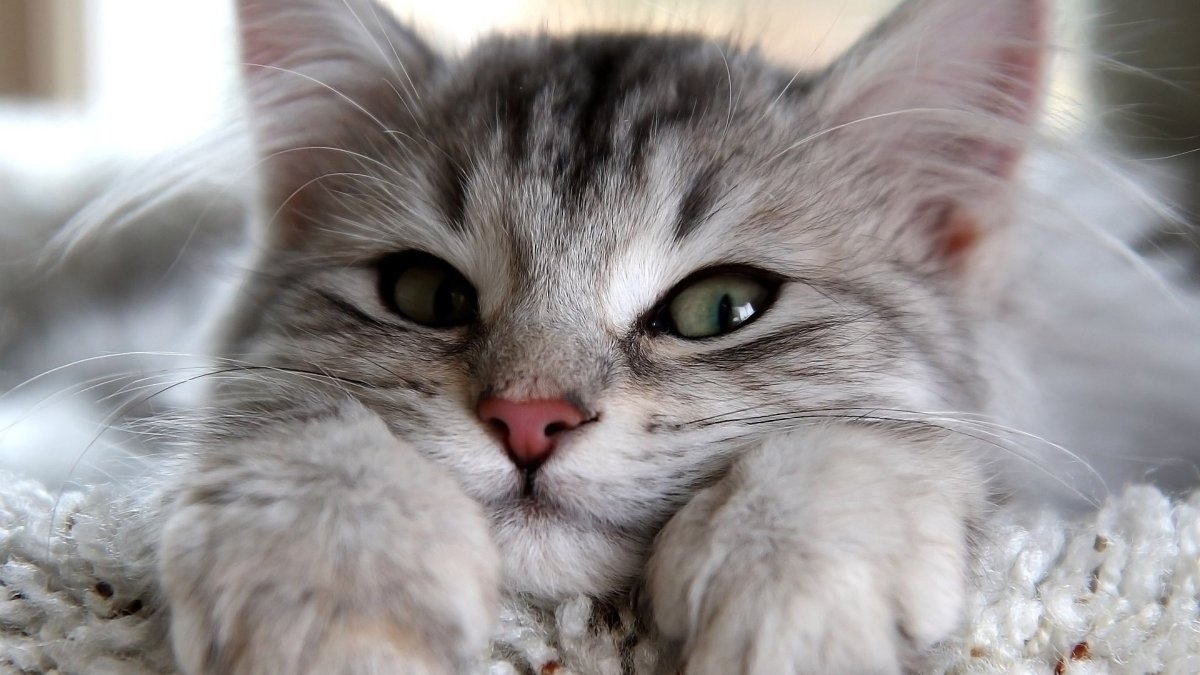 Милые котики