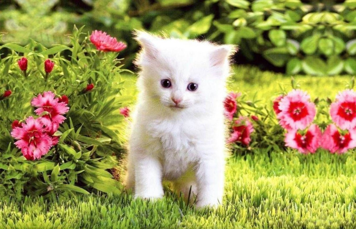 Мини котята живые