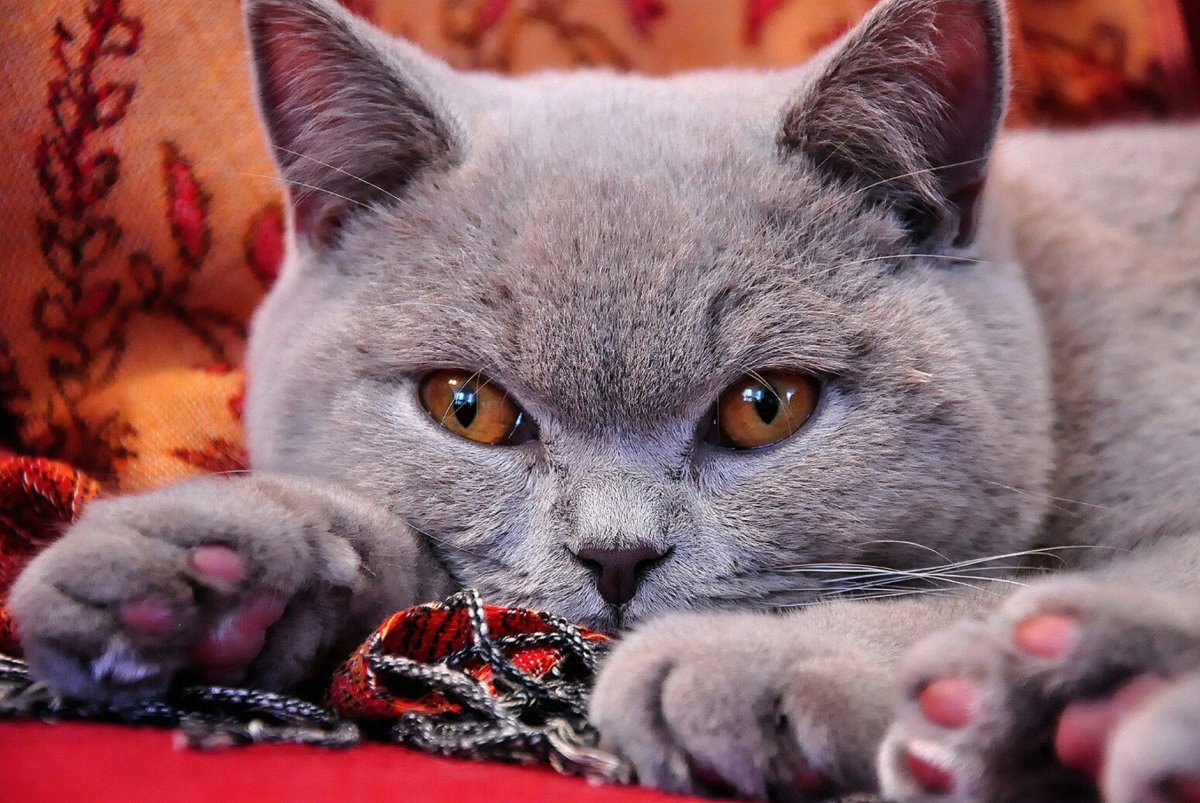 Королевский британец