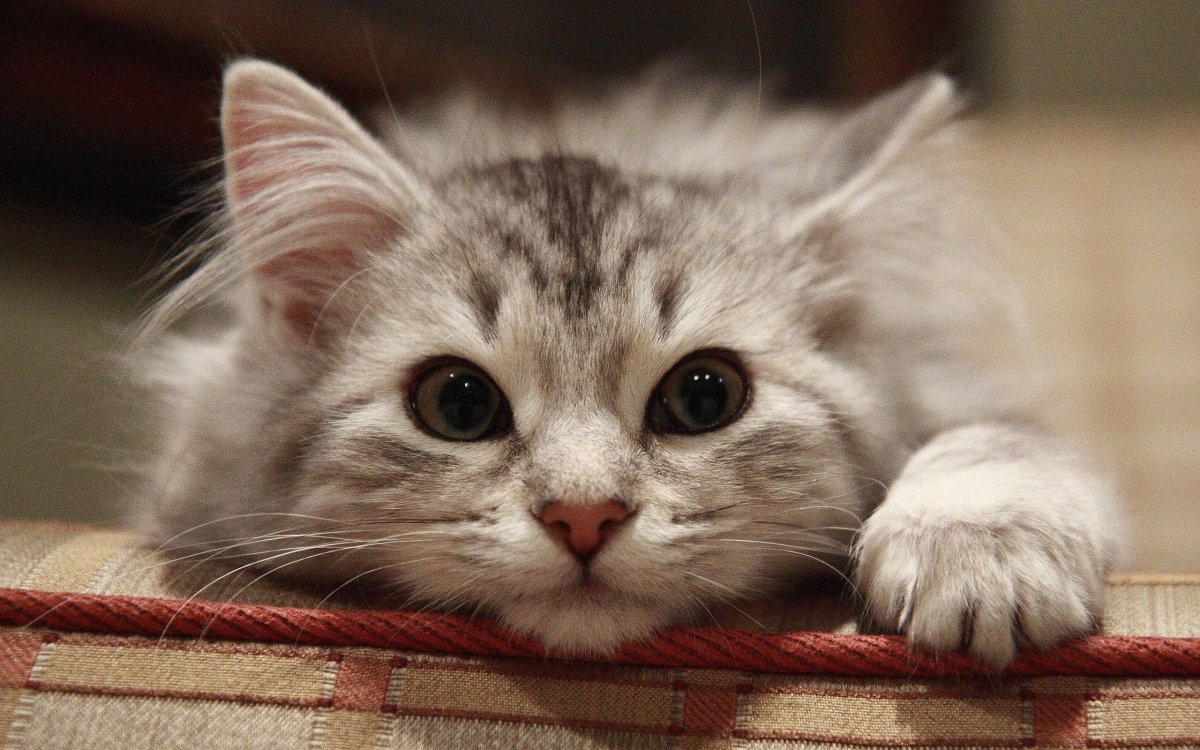 Милый кот
