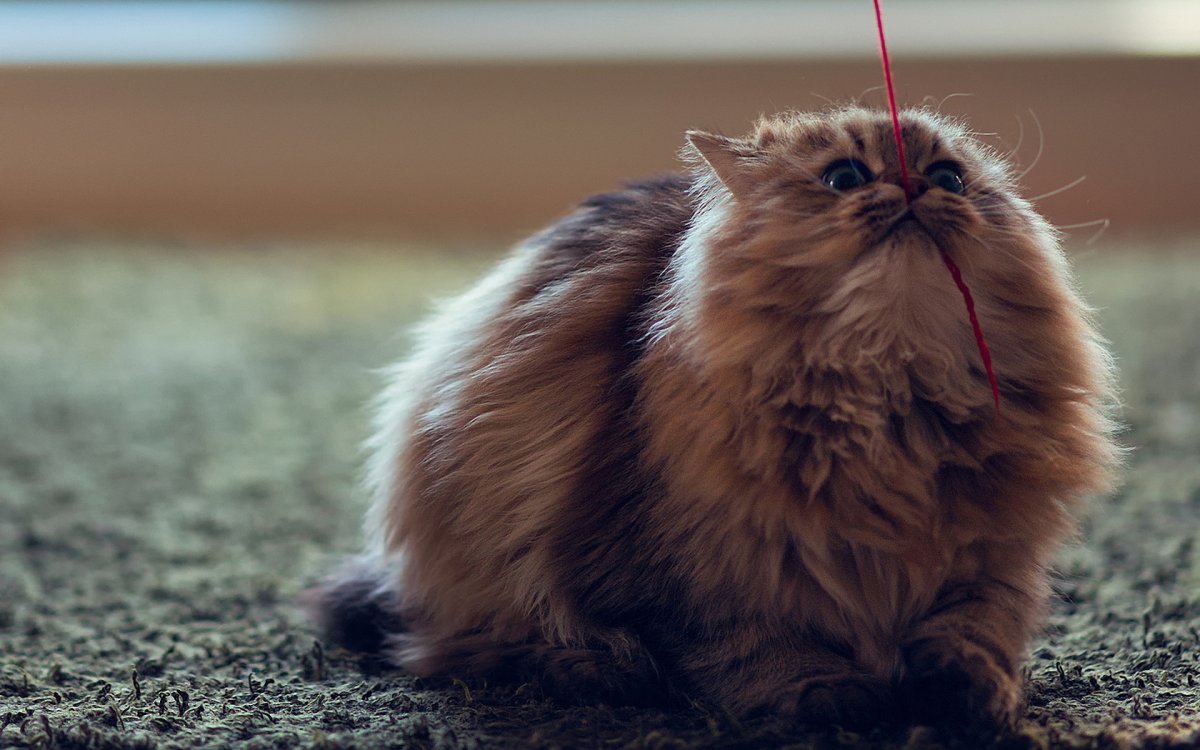Пушистая кошка