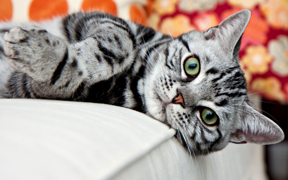 Кот