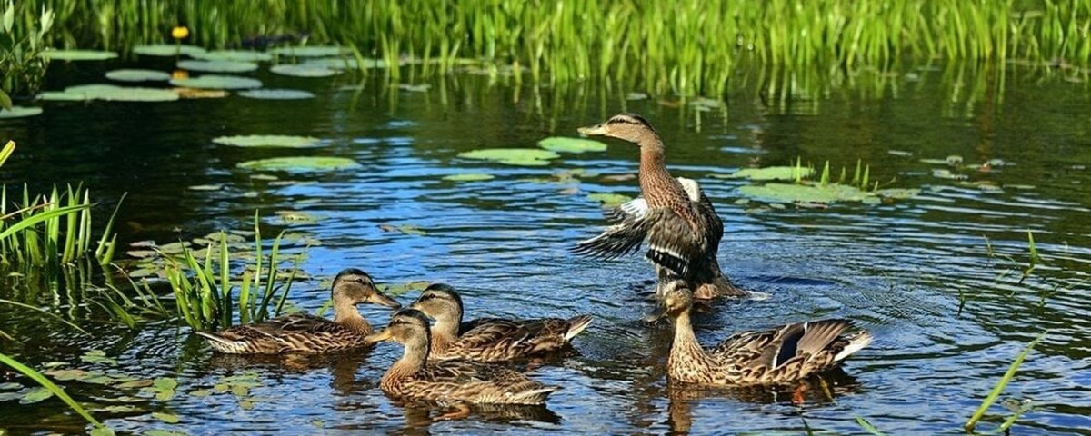 Дикие гуси Воронежской области
