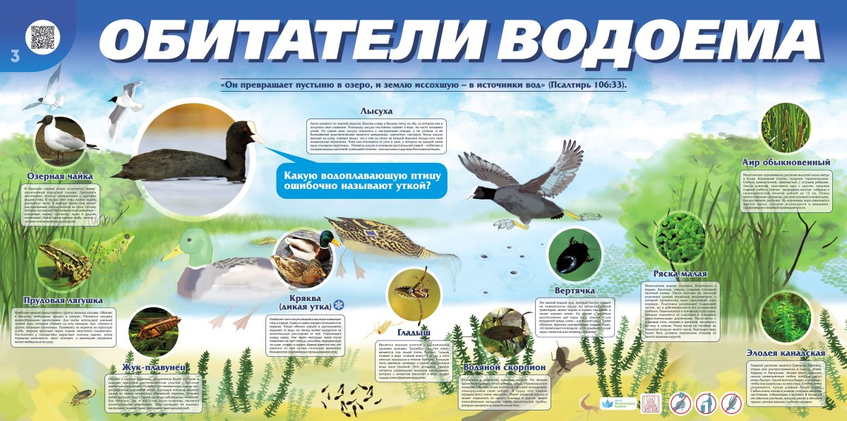 Обитатели водоемов для дошкольников