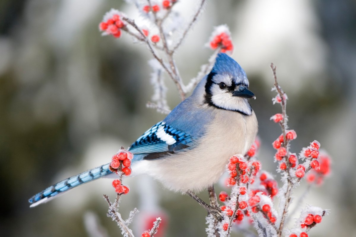 Danita Delimont Offset Bird