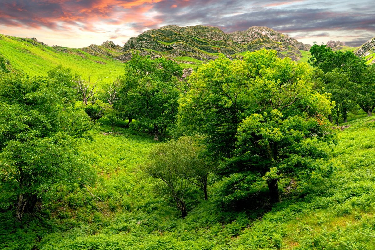 Зеленая природа