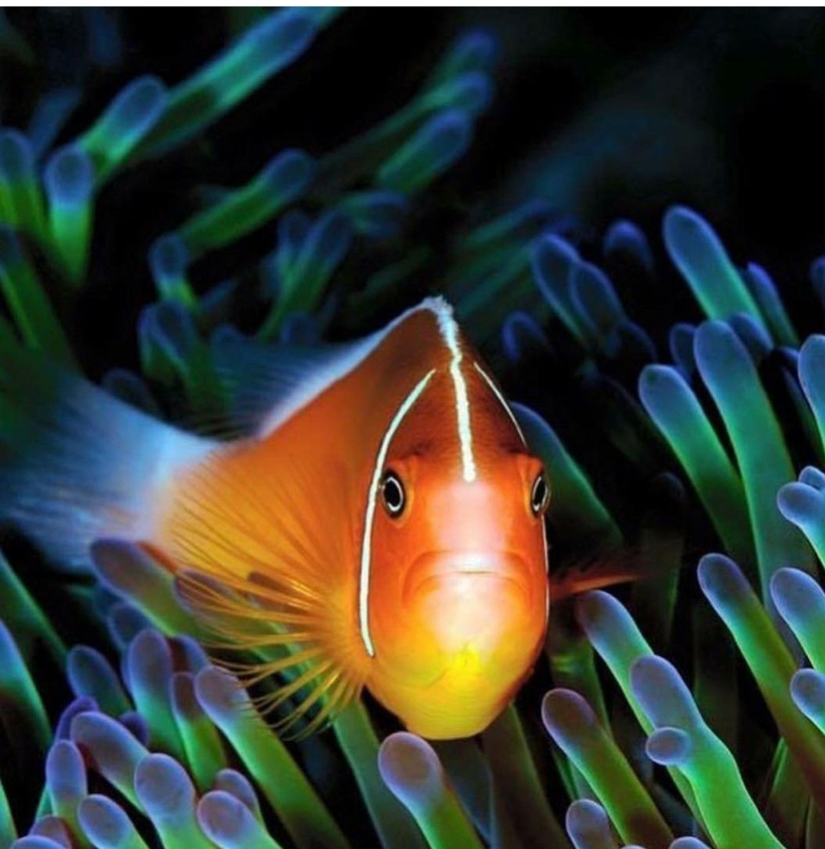 Amphiprion perideraion