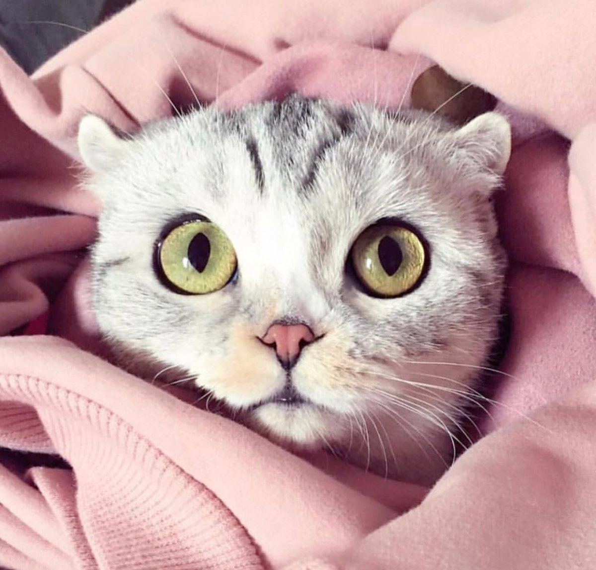 Самые красивые котики