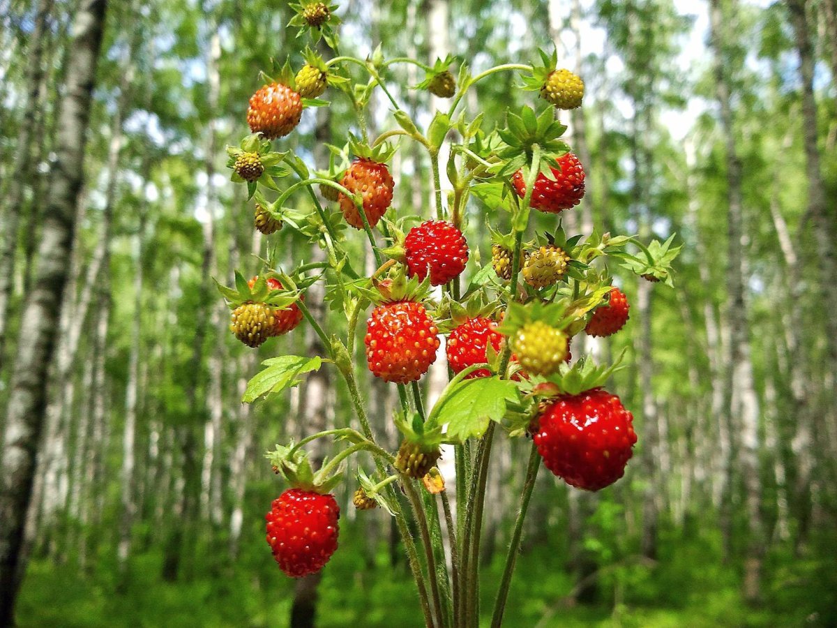 Земляника сладкая Полянка