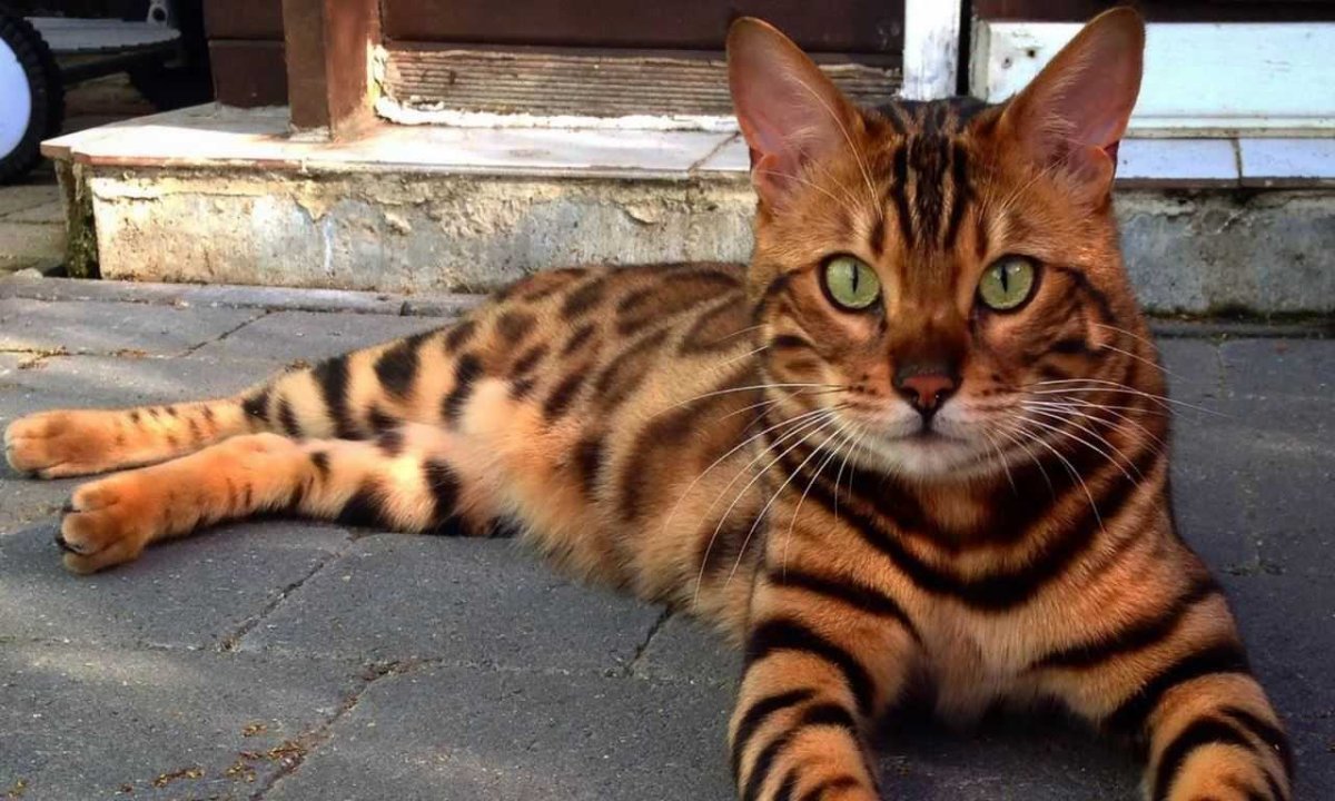 Кот тойгер