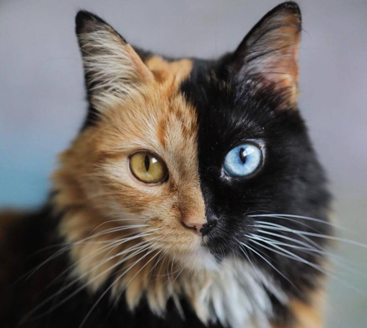 Кошка Венера Химера