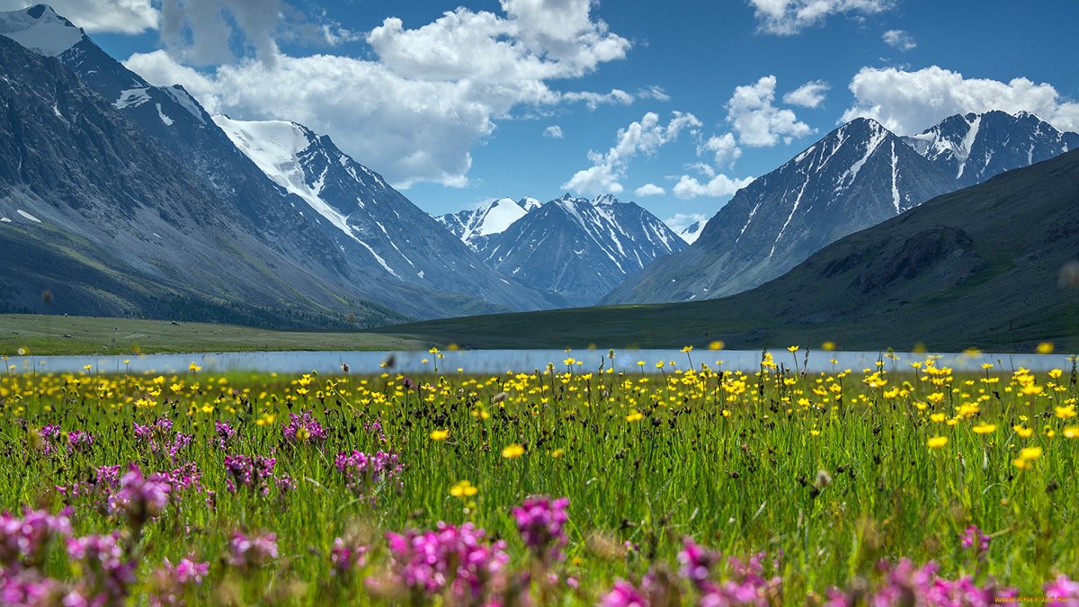 Луга Алтая