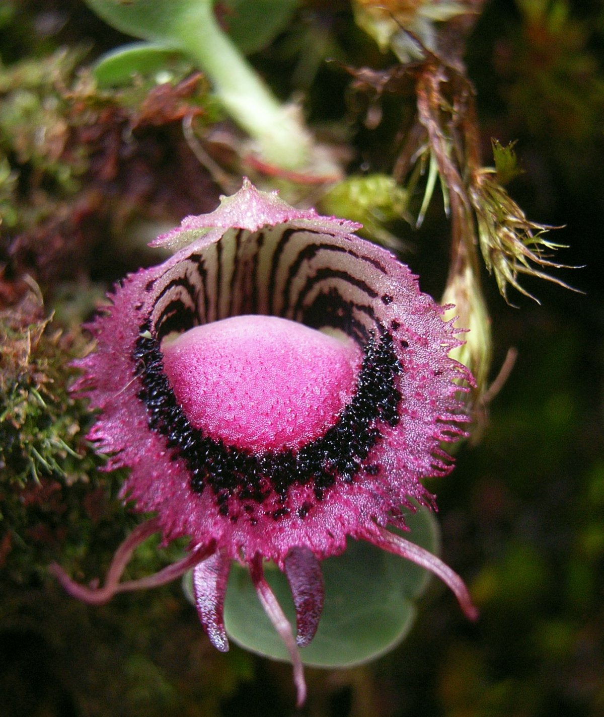 Corybas Орхидея