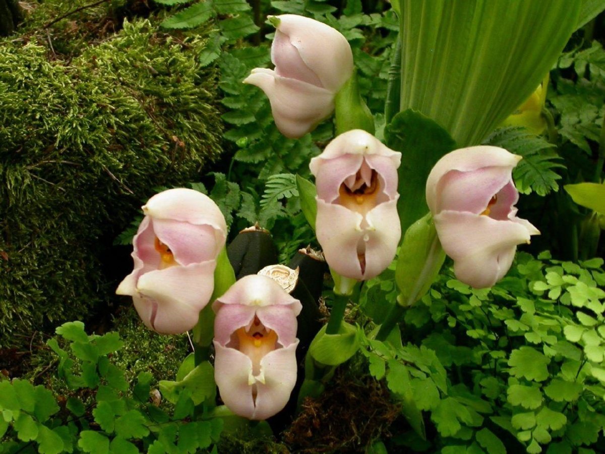 Орхидея anguloa uniflora