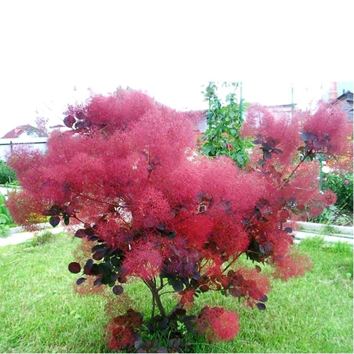 Скумпия Кожевенная Cotinus coggygria