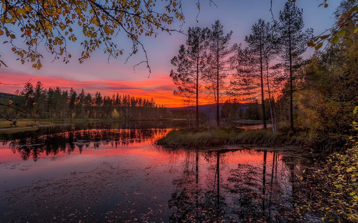 Закат в лесу