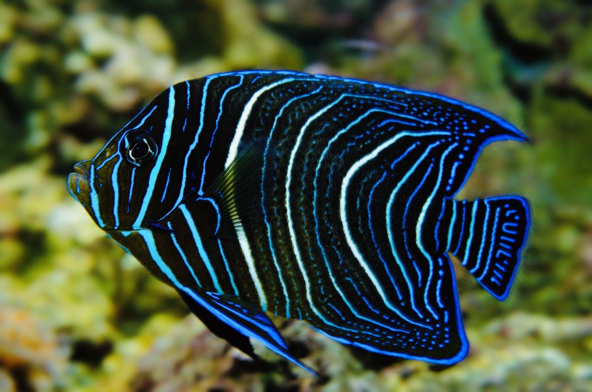 Pomacanthus semicirculatus