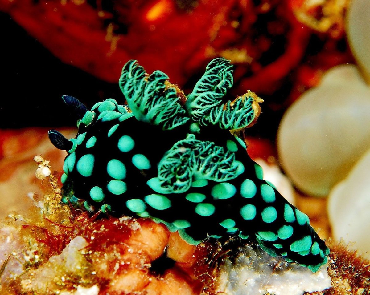 Морской СЛИЗНЯК Nembrotha cristata