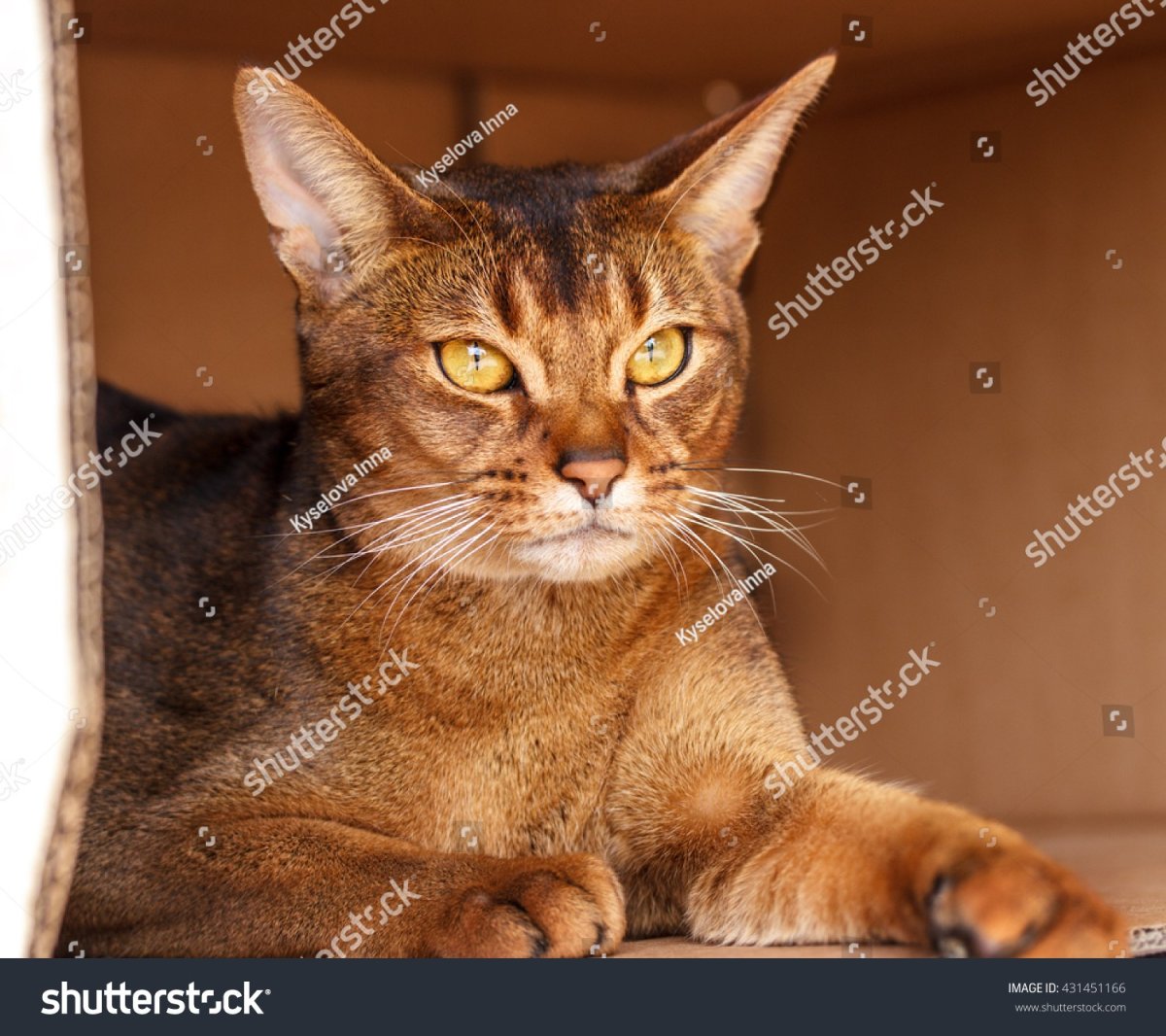 Абиссинская кошка характер