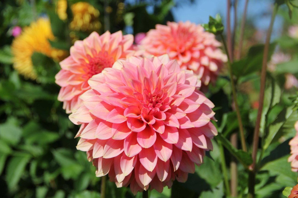 Георгины Dahlia