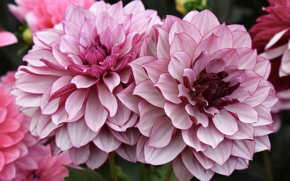 Георгины Dahlia