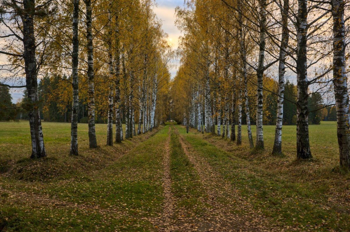 Павловский парк Дерновая аллея