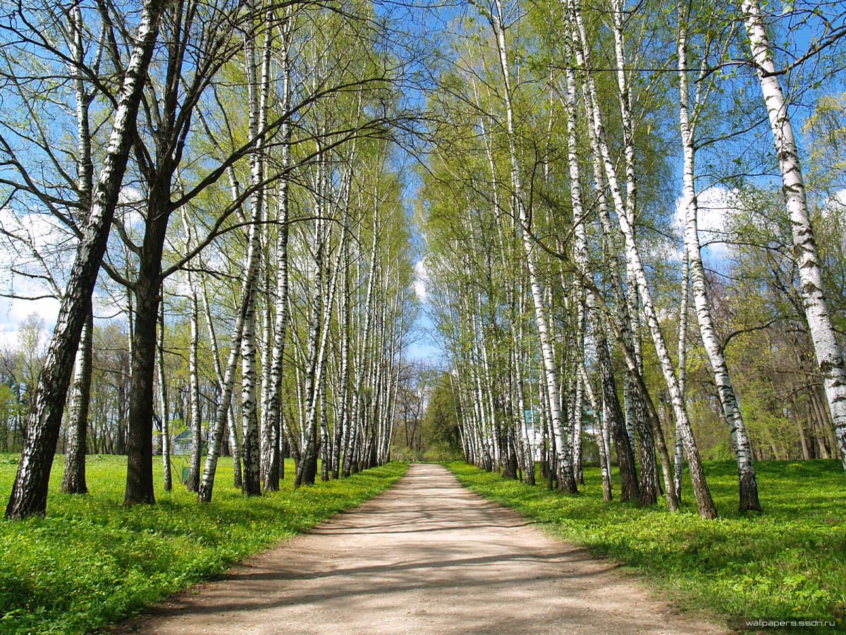 Березовая роща Ясная Поляна