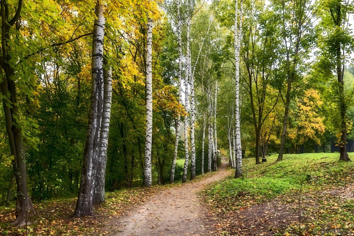 Берёзовая роща Орехово-Зуево