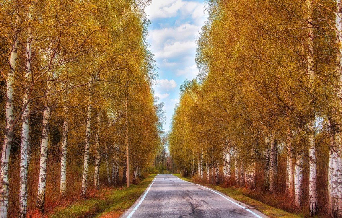 Золотая Березовая роща осенью