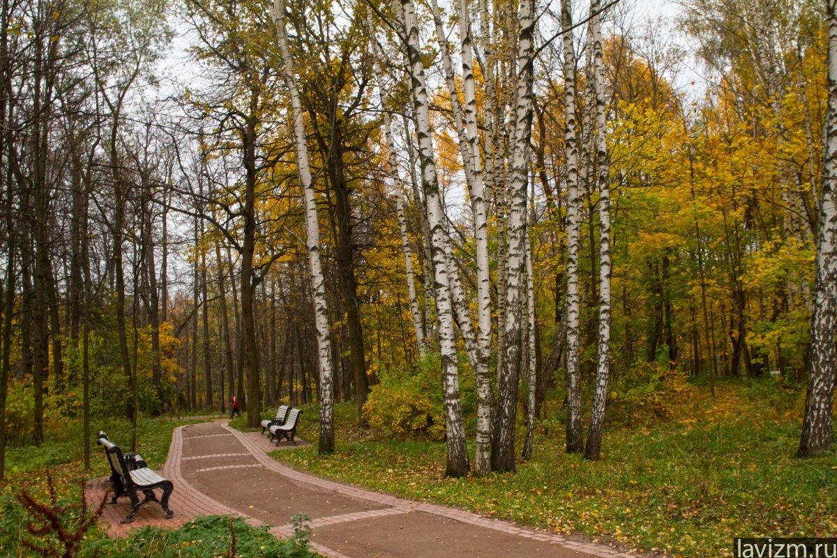 Березовая роща Измайловский парк