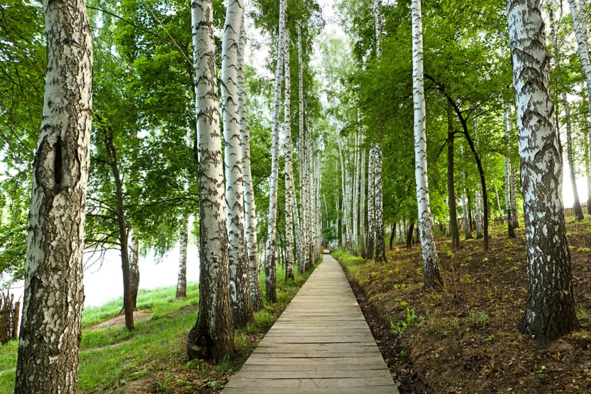 Аллея берез