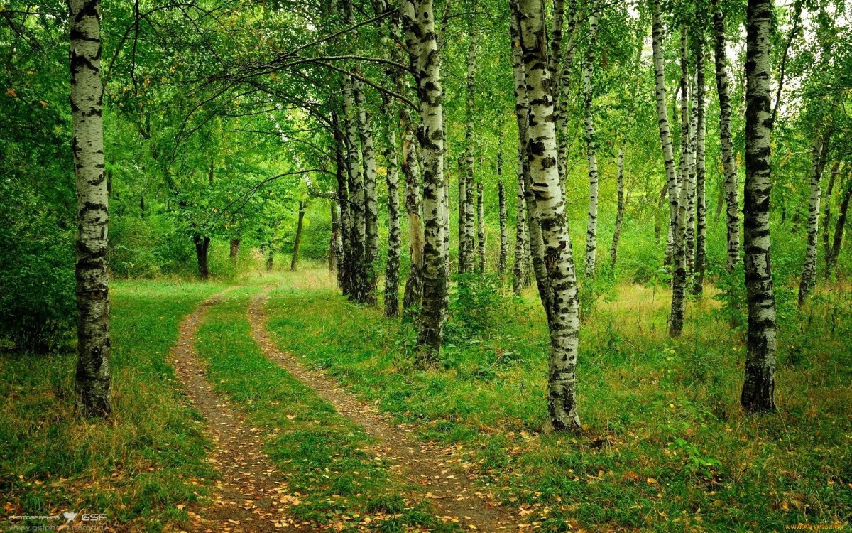 Елово березовый лес