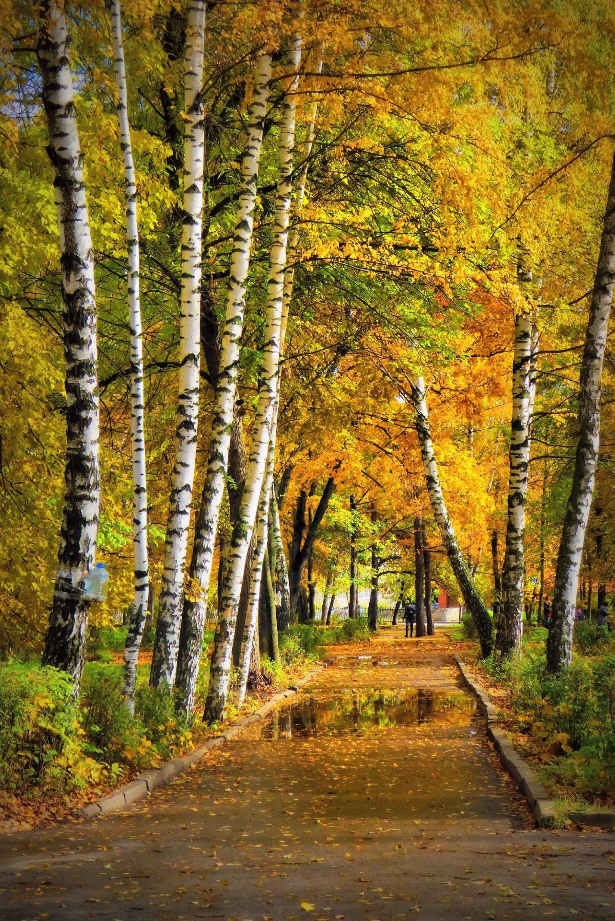 Березовая аллея осень природа