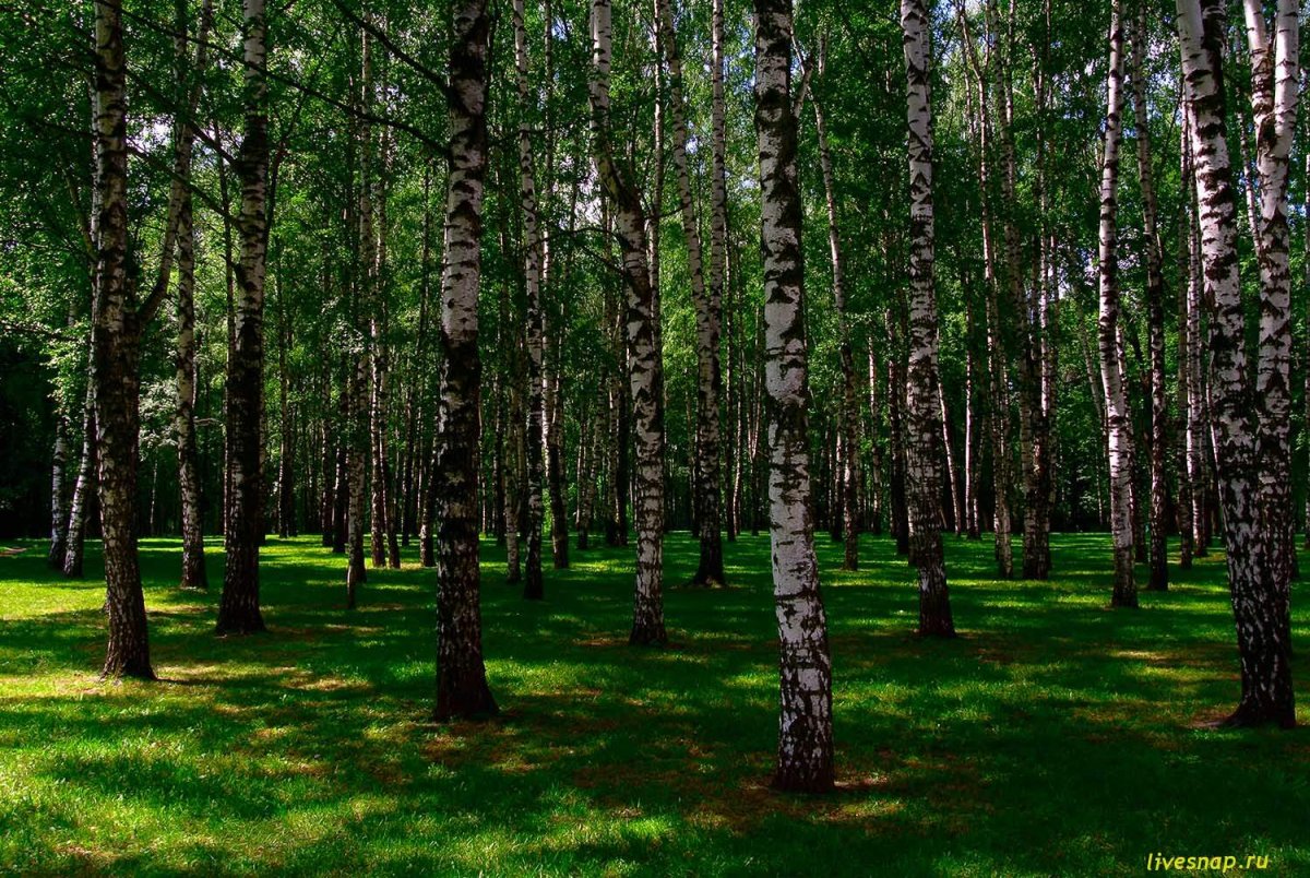 Березовая роща Пермь