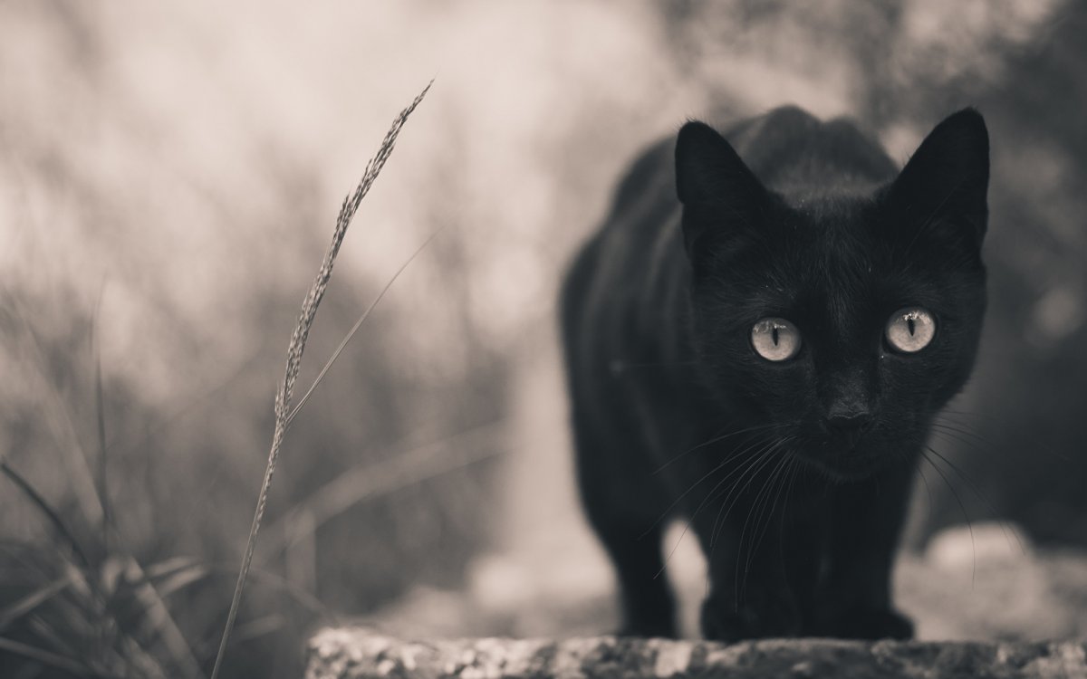 Черная кошка