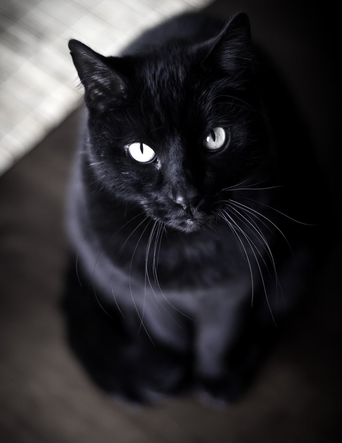 Европейская черная кошка