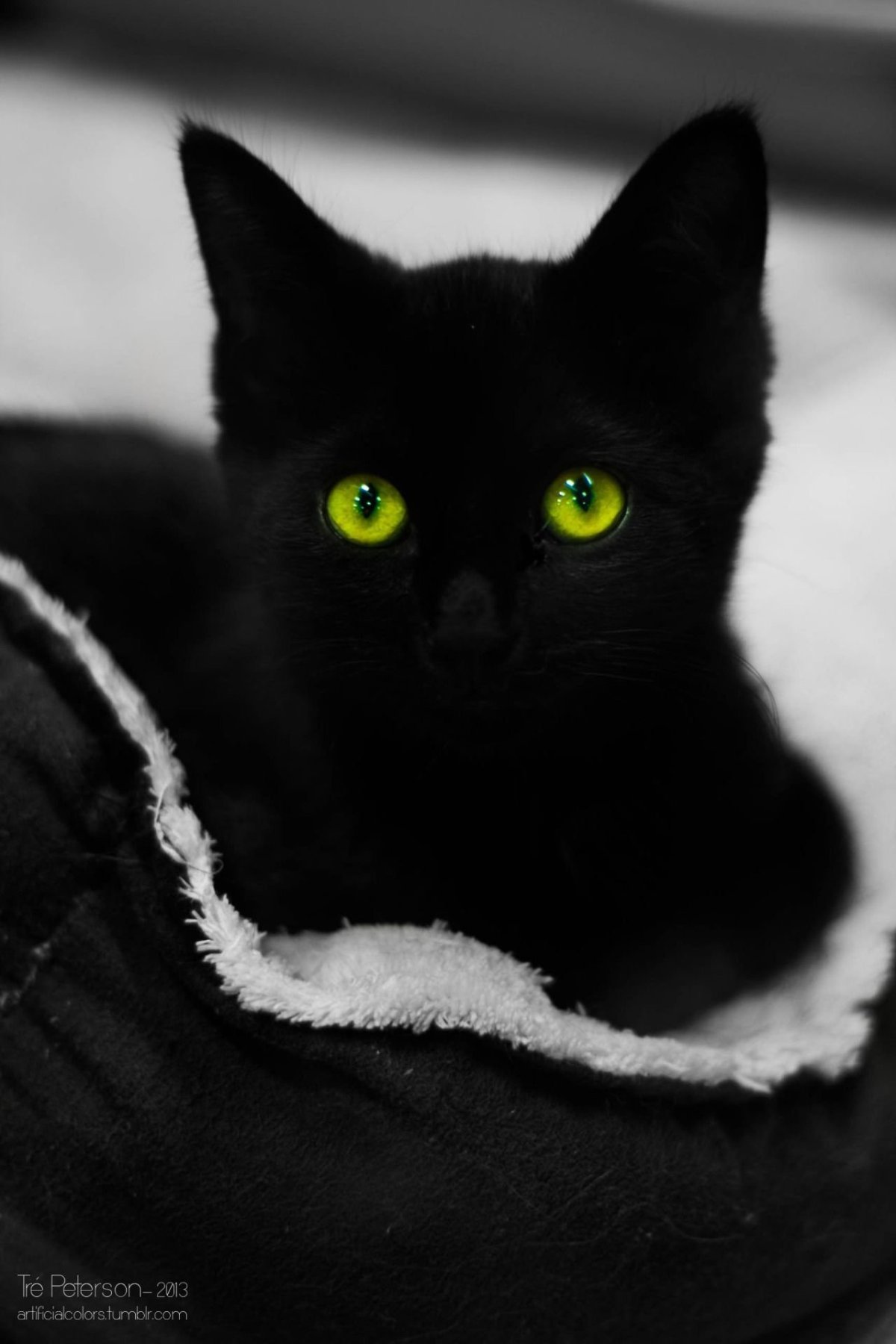 Чёрный кот