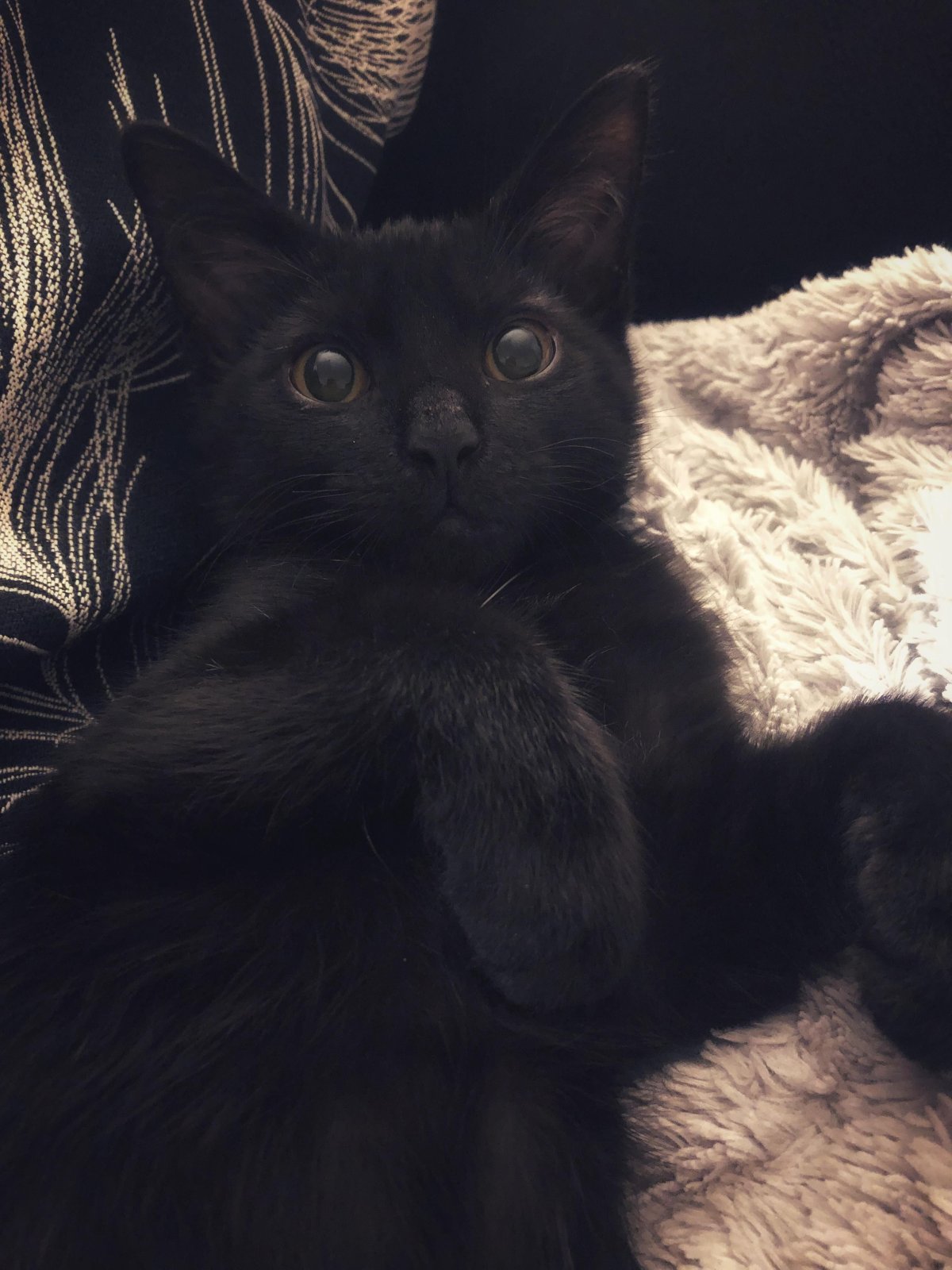 Черный котенок Эстетика