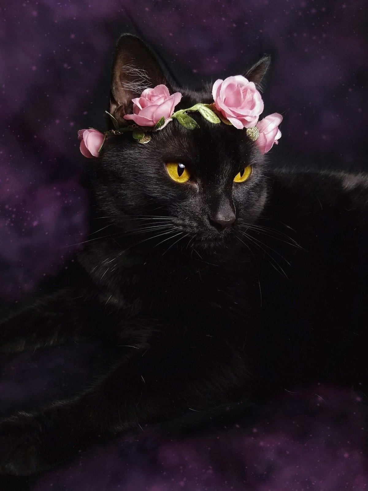 Чёрная кошка с фиолетовыми глазами