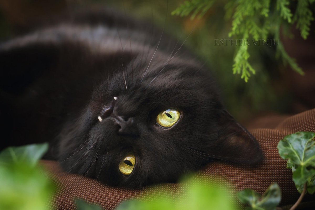 Черные коты