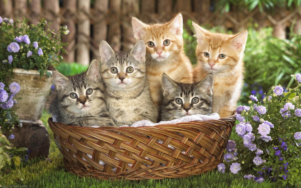 Kittens in a Basket Photographic Print on Canvas