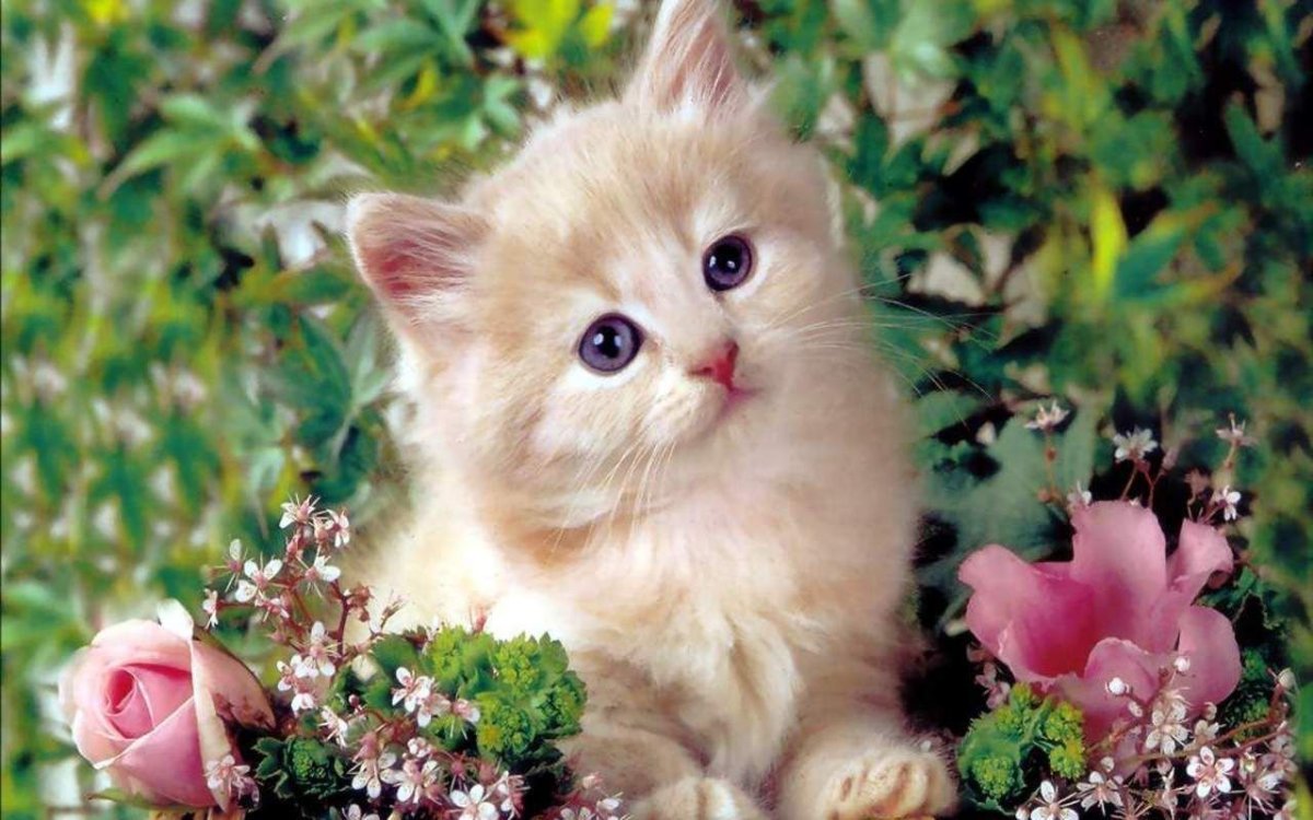 Милые кошечки