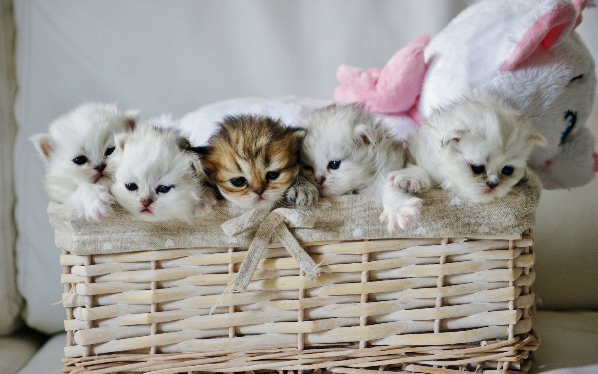 Милые котики