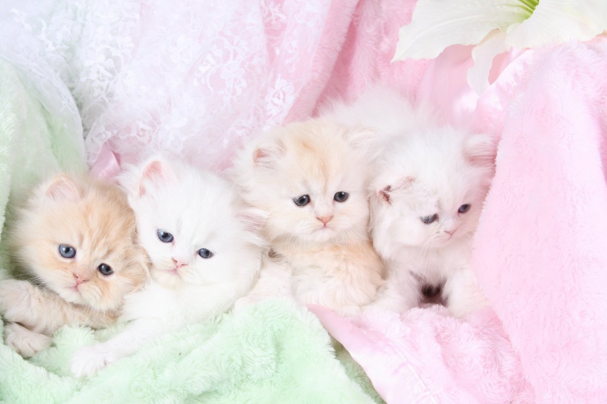 Картинки котят